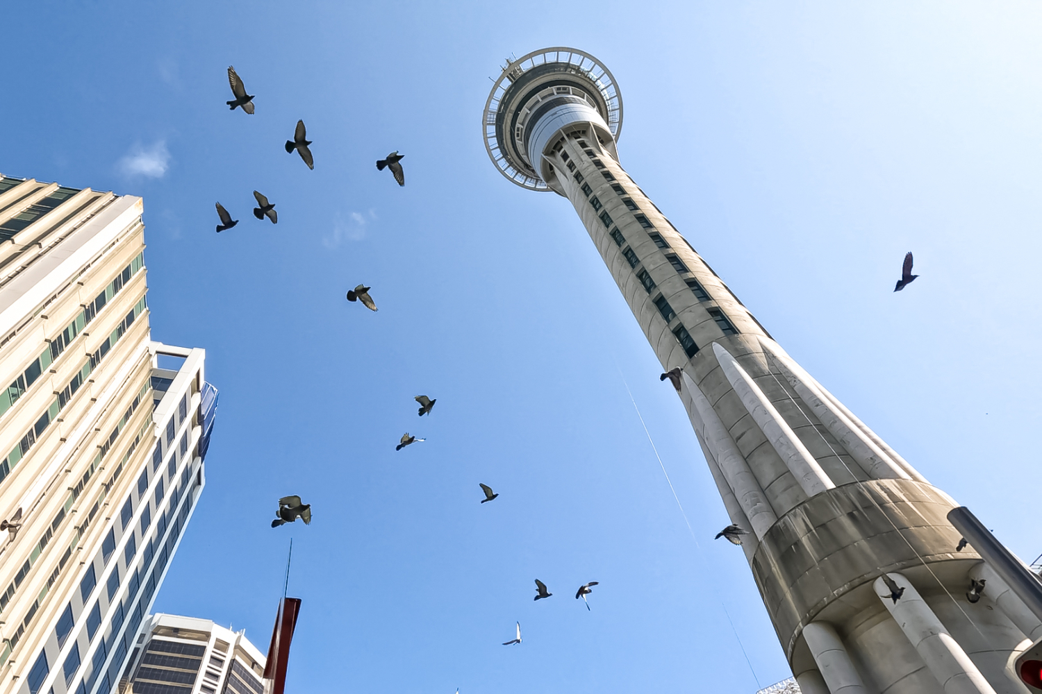 /image/goguided_auckland_skytower.jpg